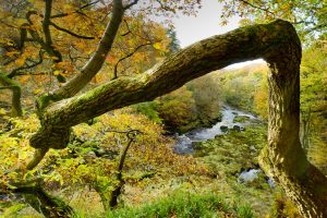 Strid Wood