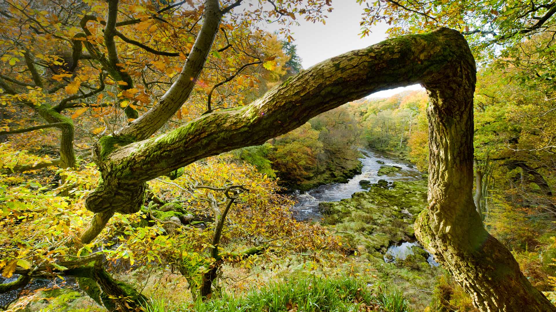 Strid Wood