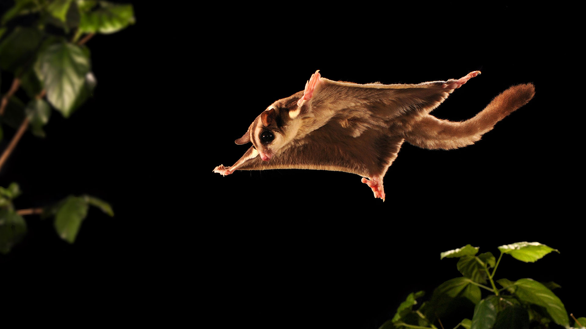 Sugar Glider