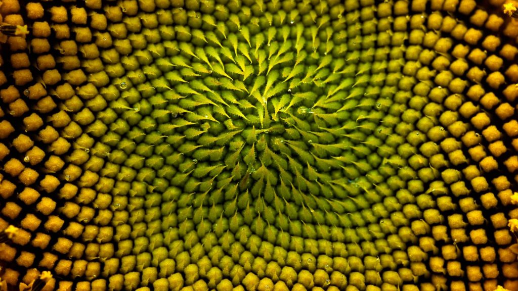 Sunflower Detail