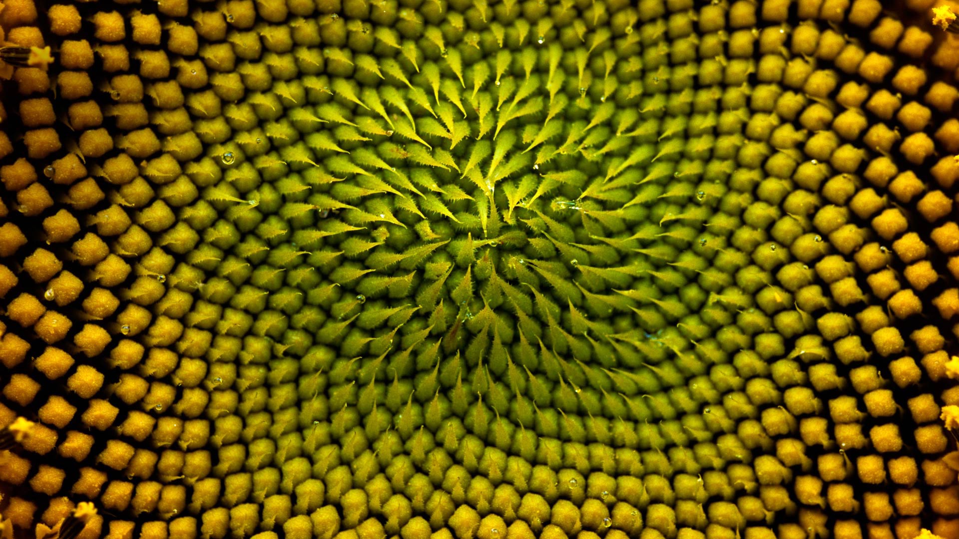 Sunflower Detail