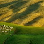 Tuscan Sheep