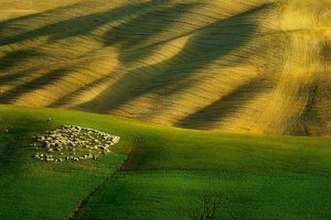 Tuscan Sheep