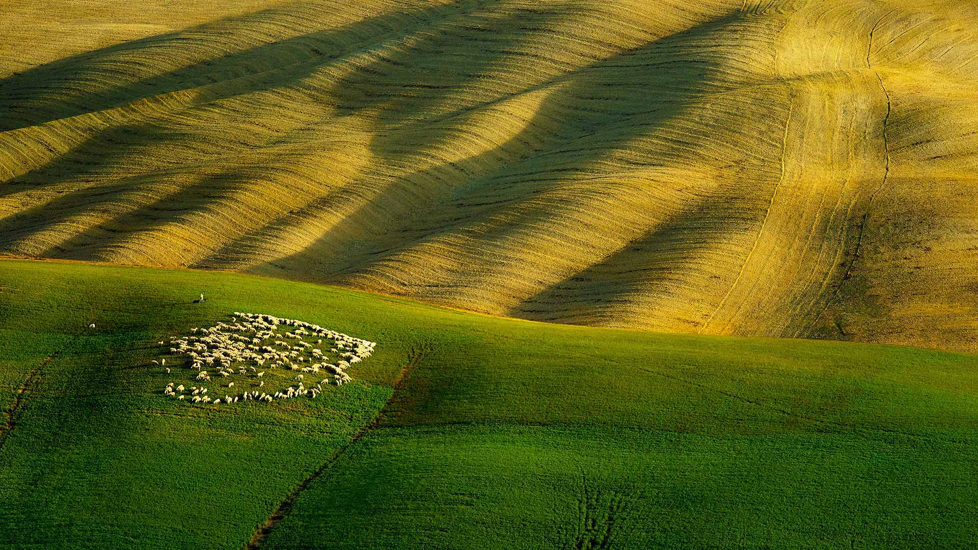 Tuscan Sheep