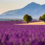 Valensole Plateau