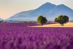 Valensole Plateau