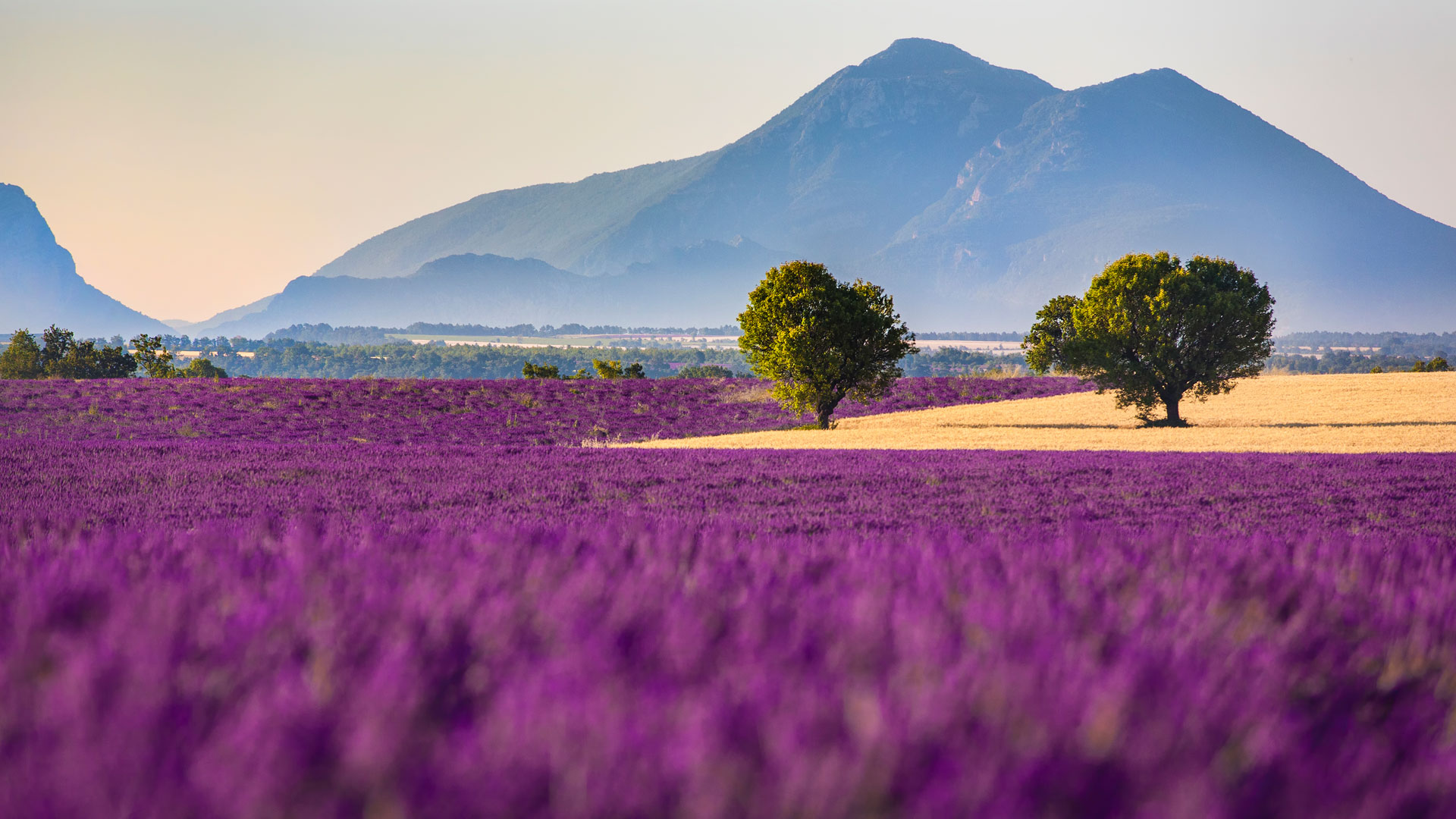 Valensole Plateau