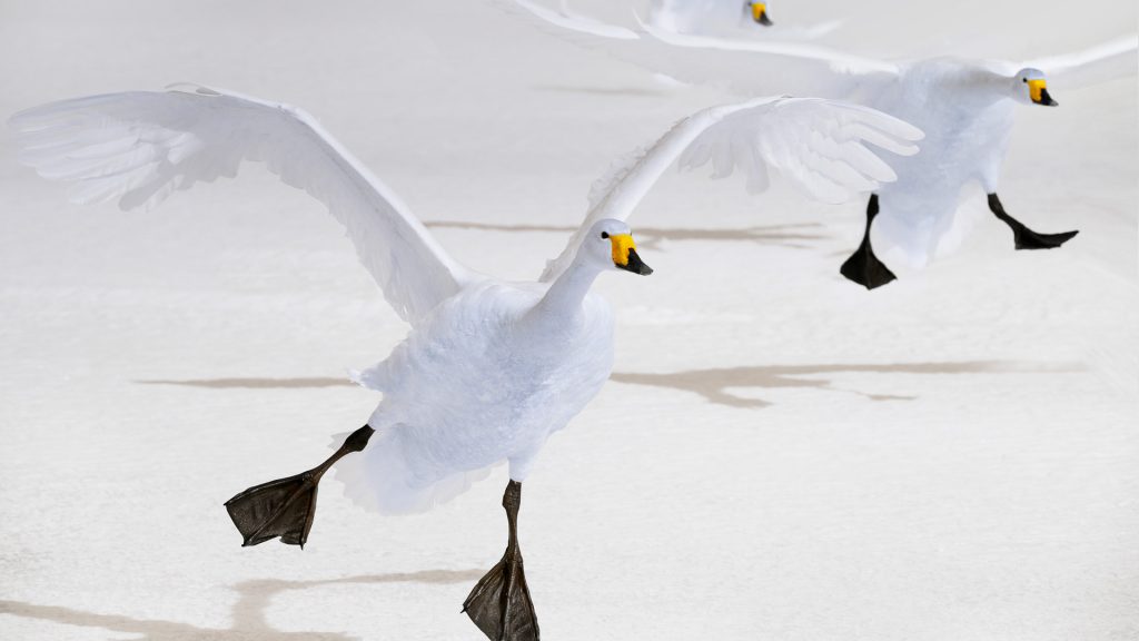 Whooper Swans