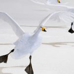 Whooper Swans