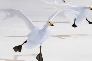 Whooper Swans