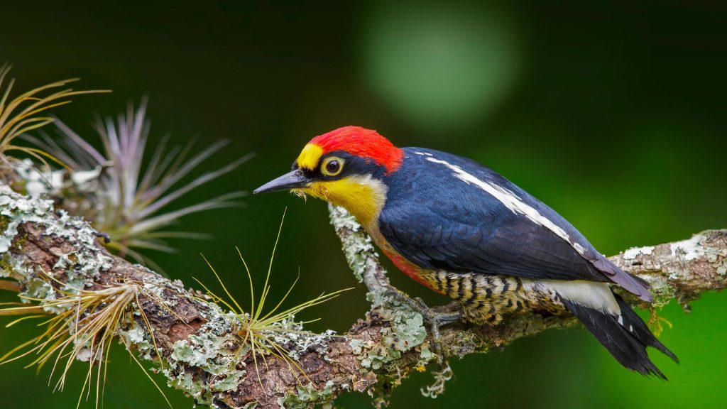 Yellow Fronted Woodpecker