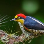 Yellow Fronted Woodpecker