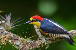 Yellow Fronted Woodpecker