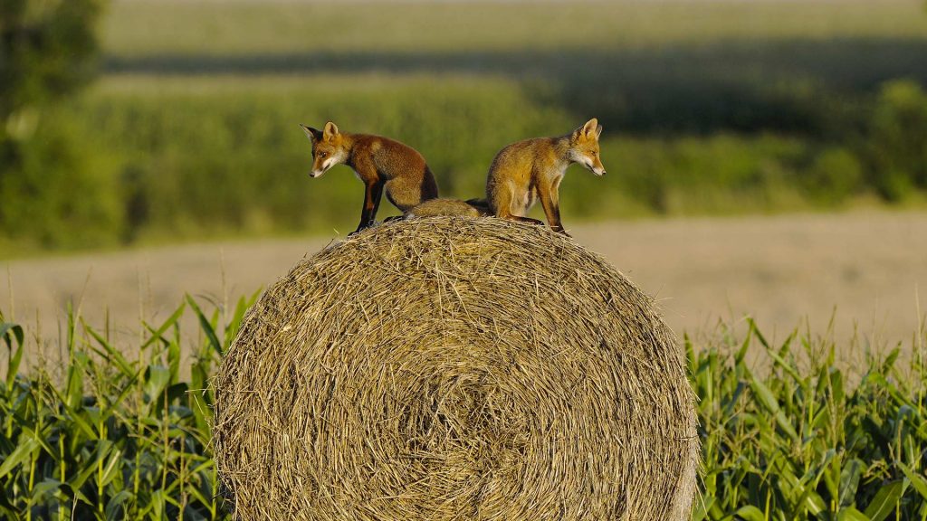 Young Red Foxes Vosges