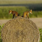 Young Red Foxes Vosges