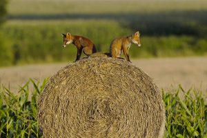 Young Red Foxes Vosges