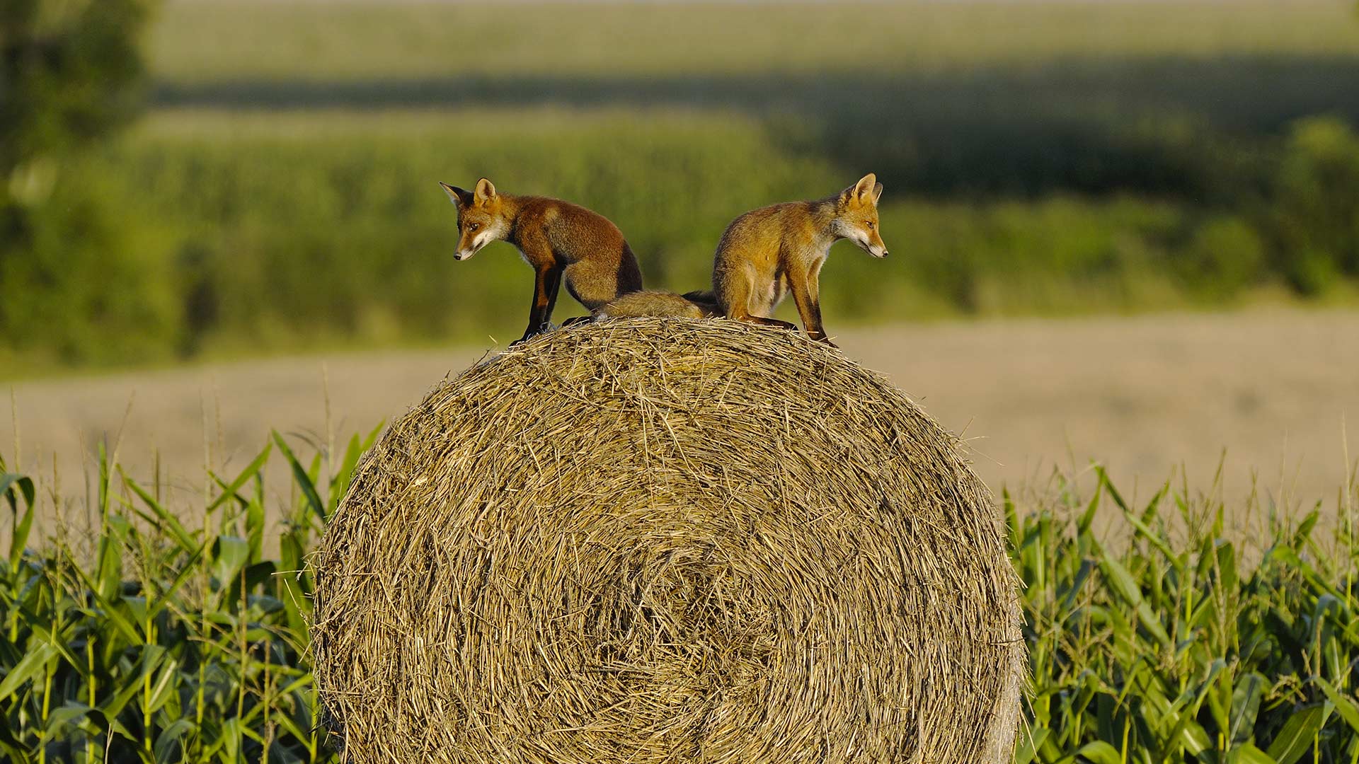 Young Red Foxes Vosges