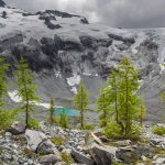 Alpine Larches