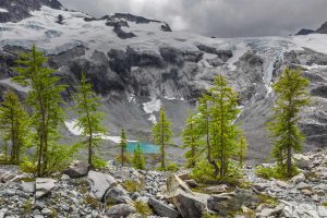 Alpine Larches