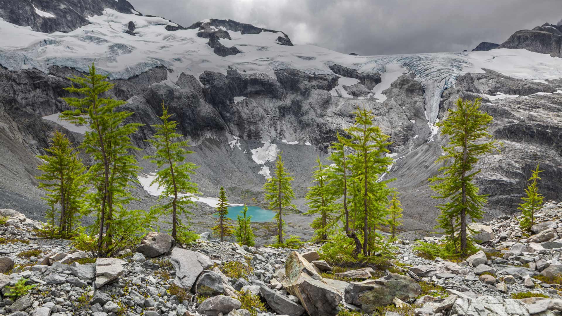 Alpine Larches