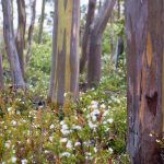 Alpine Yellow Gums