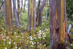 Alpine Yellow Gums