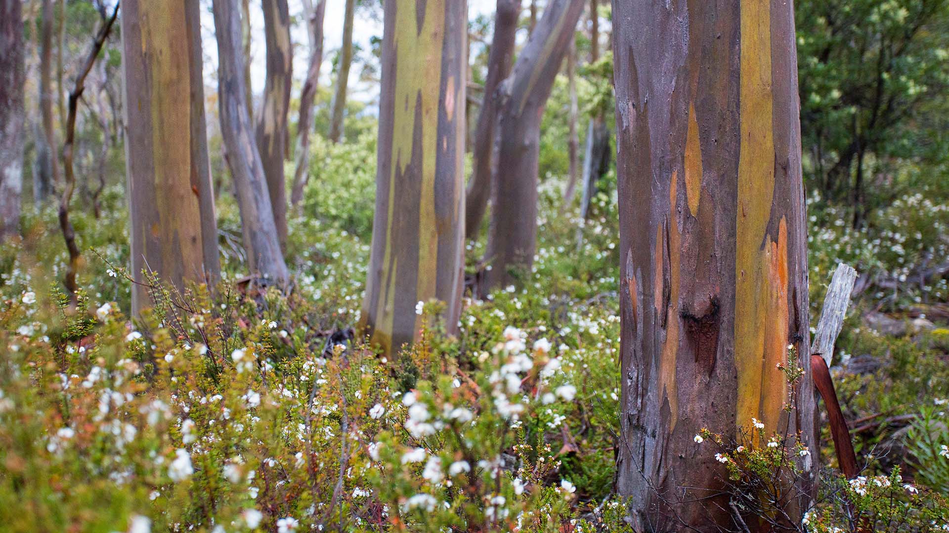 Alpine Yellow Gums