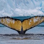 Antarctica Whale Tale