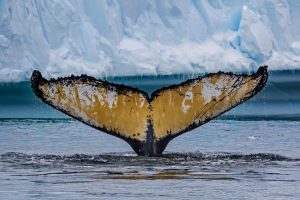 Antarctica Whale Tale