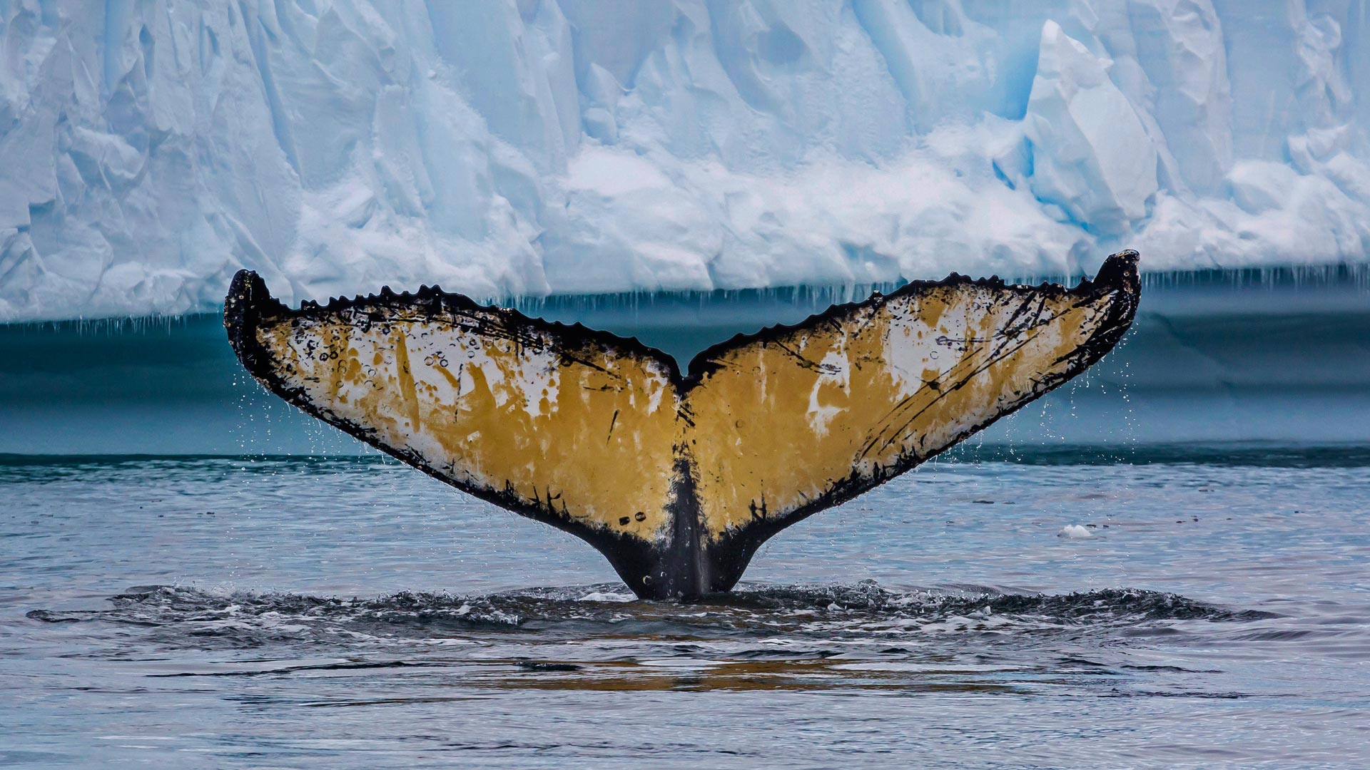 Antarctica Whale Tale
