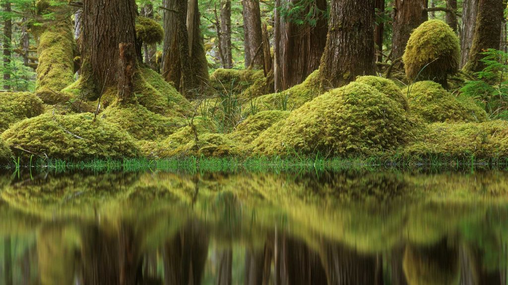 BC Swamp Forest