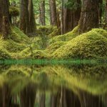 BC Swamp Forest