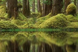 BC Swamp Forest