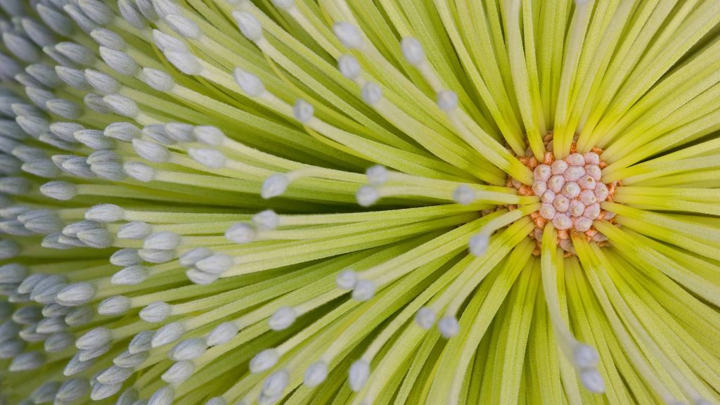 Banksia Flower