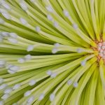 Banksia Flower