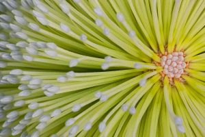 Banksia Flower