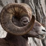 Big Horn Sheep