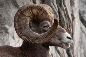 Big Horn Sheep