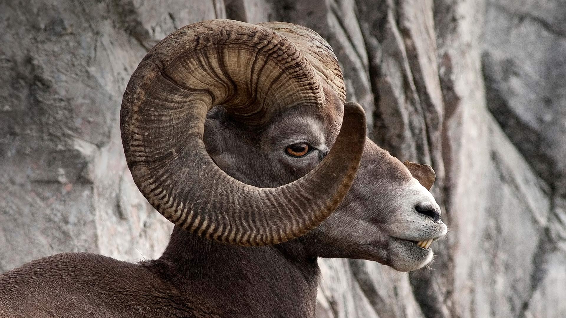 Big Horn Sheep