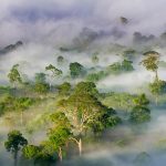 Borneo Rainforest