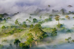 Borneo Rainforest