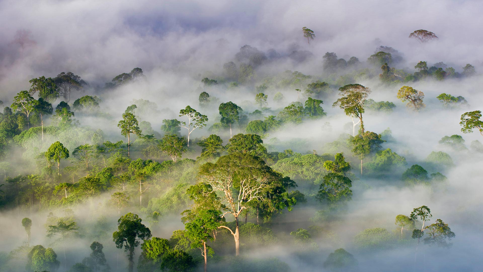 Borneo Rainforest