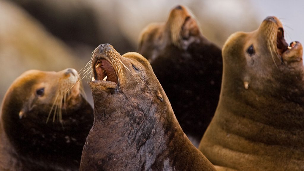 California Sea Lion