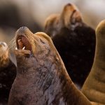 California Sea Lion