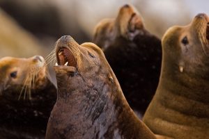 California Sea Lion