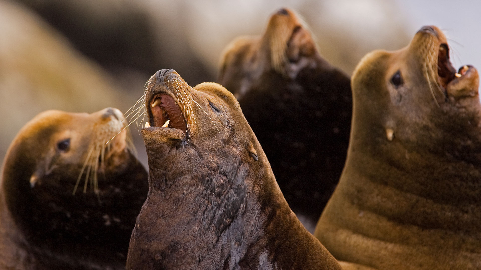 California Sea Lion