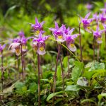 Calypso Orchids