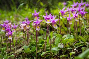 Calypso Orchids