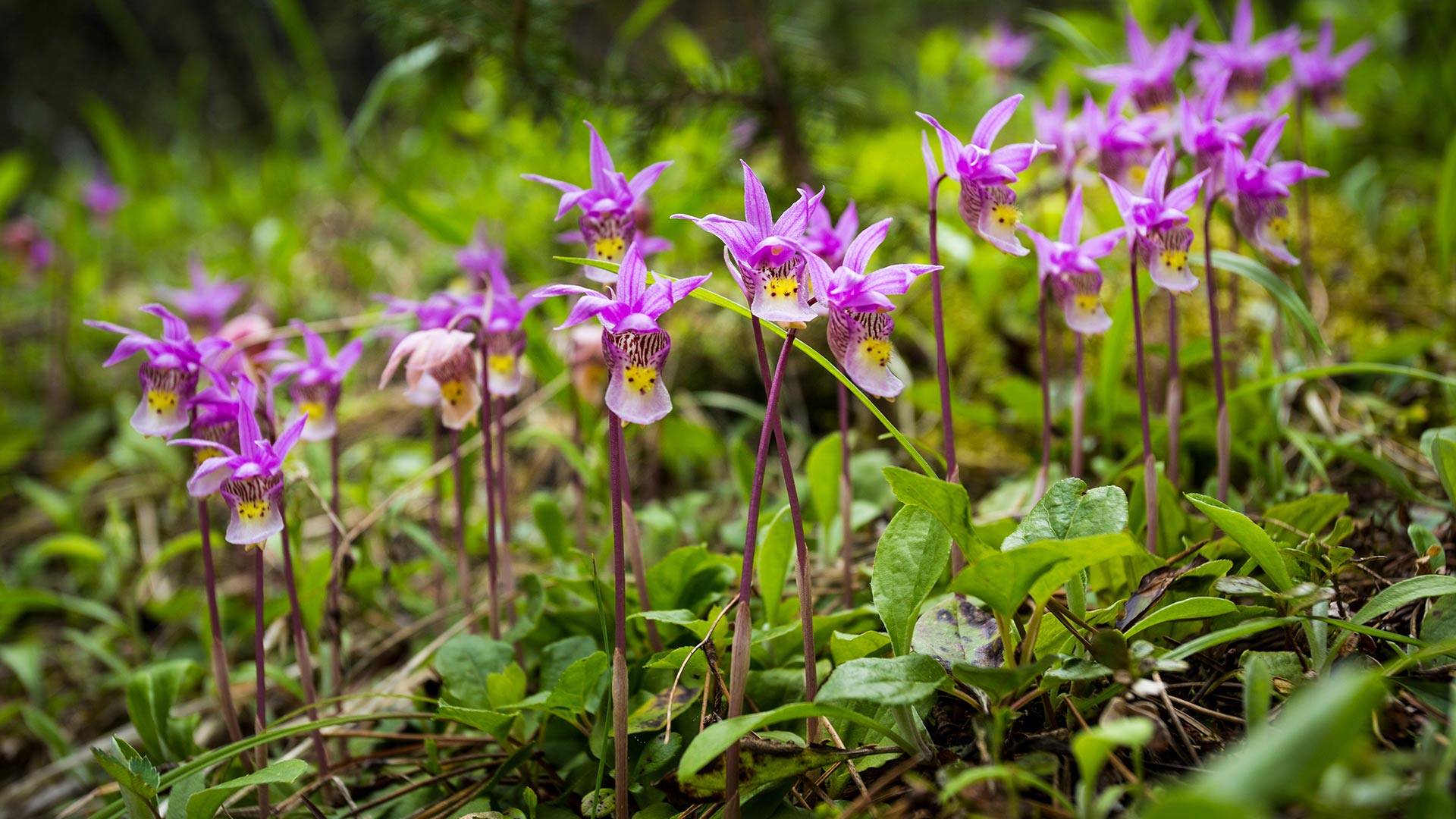 Calypso Orchids