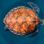 Canary Islands Turtle